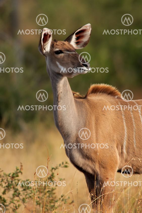 Kudu antilop