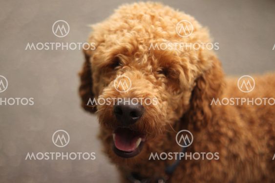 dog on pavement