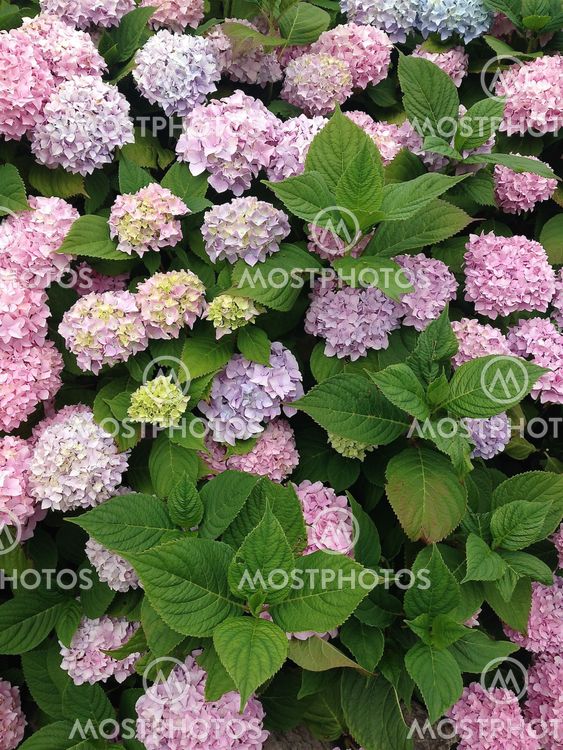 Hortensia
