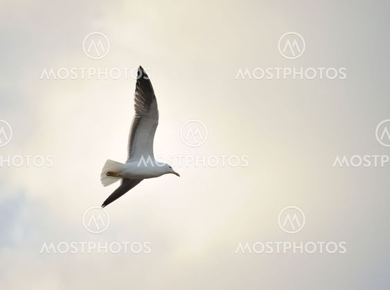 Lesser Black-backed gull