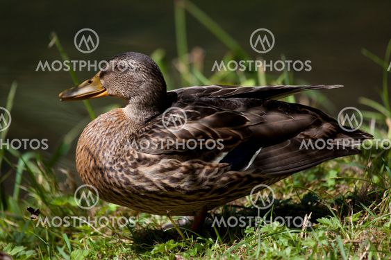 Duck, Ebro river, Fontibre, Campoo de Suso, Cantabria, Spain