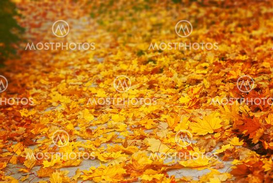 Autumn Pathway