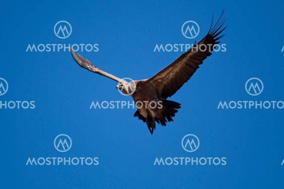Vulture on fly, Las Merindades, Burgos, Castilla y Leon, Spain