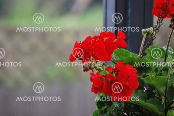 red geraniums