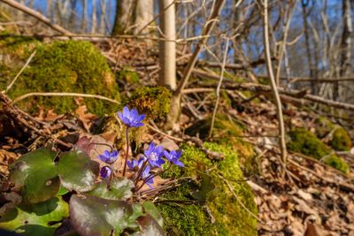 Anemone hepatica flower in early spring