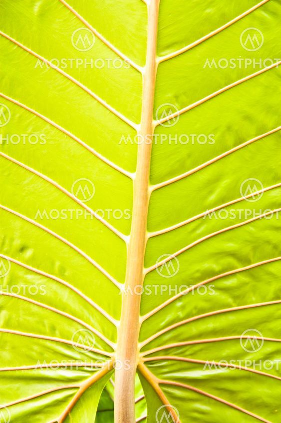 Green leaves.