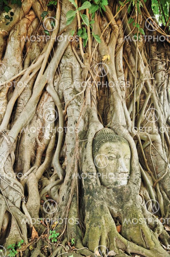 the head of the sandstone buddha image in roots of bodhi tree, Ayutthaya,Thailand