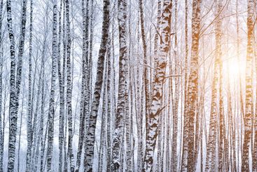 Birch grove after a snowfall on a winter. Sunlight...