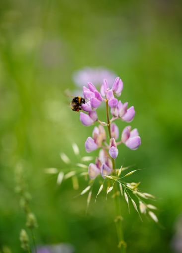 A single bee is sitting on a vibrant purple flower found...