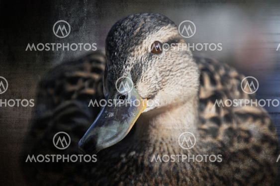 The Duck!