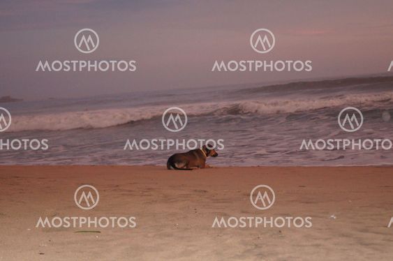 Dog are waiting in the beach of Costa Rica
