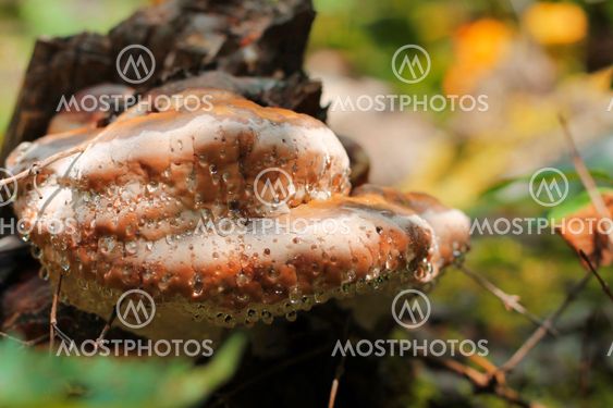 Mushroom growing on the trunk of tree in the forest