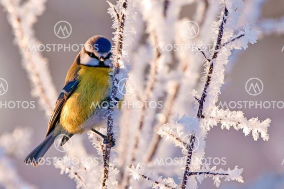 Frosty Blue Tit