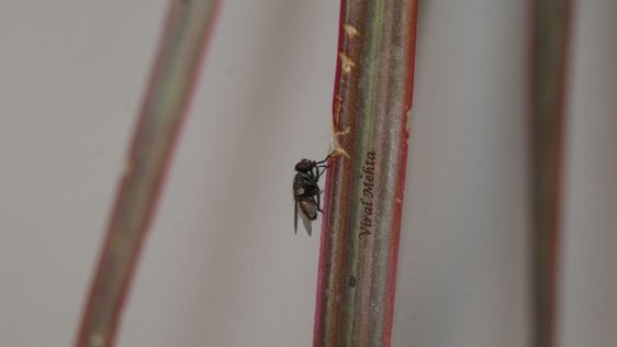 Fly