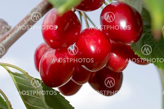 Delicious Cherries