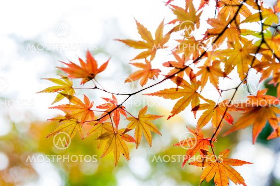 Gold Japanese maple leaves during autumn in Kyoto, Japan