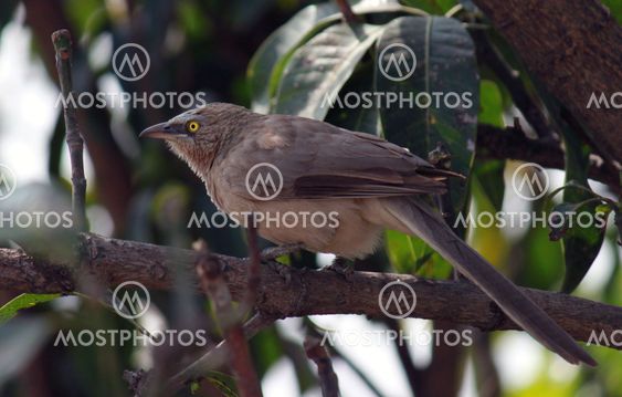 Jungle Babbler