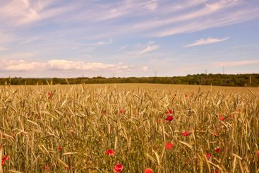 Countryside, blossom and growth of flowers, nature and...