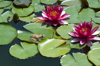Lily and a frog 