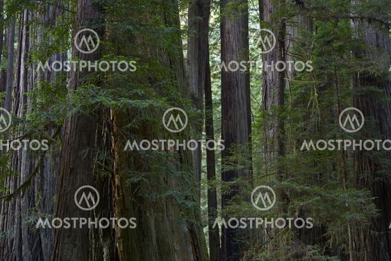 Redwood Forest
