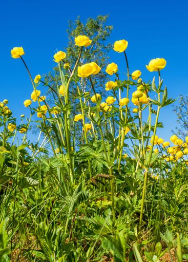 Blooming Globeflower on a sunny summer meadow