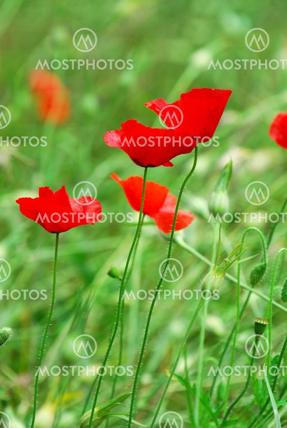 Poppies