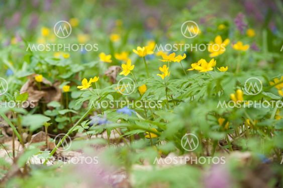 yellow spring flowers macro close up