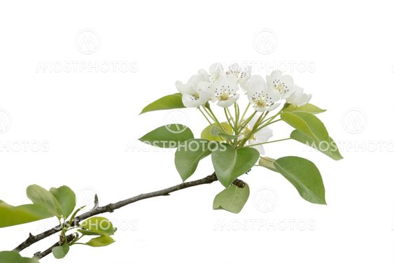 blossoming branch of pear wood