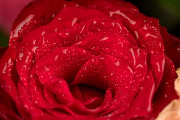 a bouquet of beautiful fragrant wet red roses