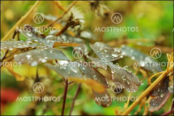 Rainy day