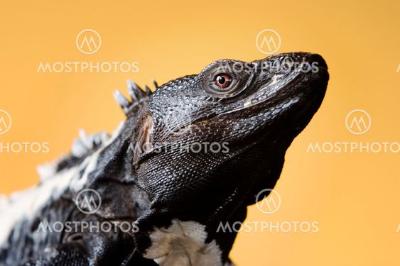 Taggig ensidiga Iguana