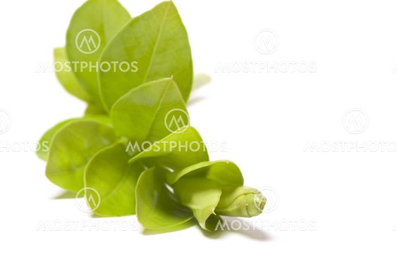 Green branch