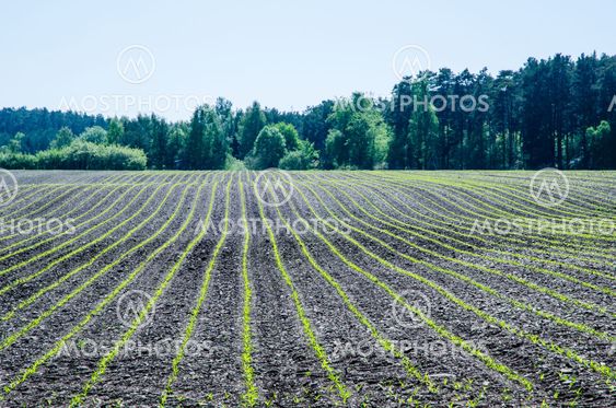 Cornfield rows