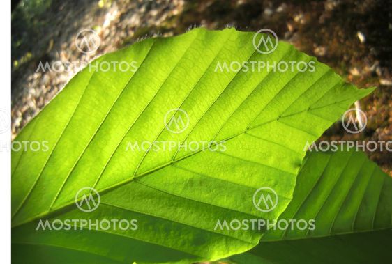 Fagus trädkaktus