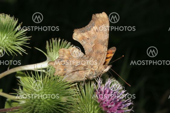 Comma (Polygonia c-album)