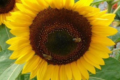 Sunflower and honey bees