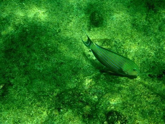 clown_surgeonfish8