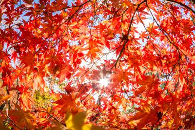 autumn leaves background