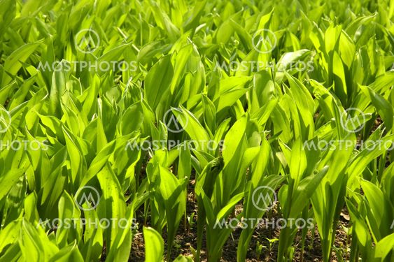 leaves in the garden