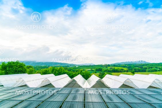 Plant nursery with blue sky .