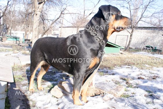 beautiful rottweiler