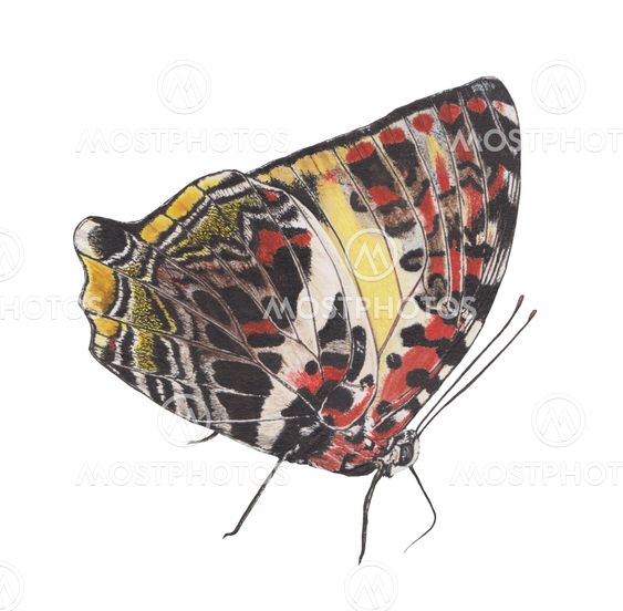 butterfly-Calidonia