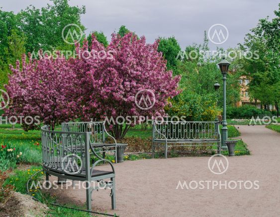 Blooming apple tree in the park