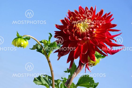 Dahlie - Dahlia 70