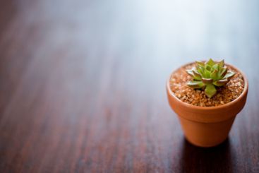 Home, mockup space and pot plant on table for...