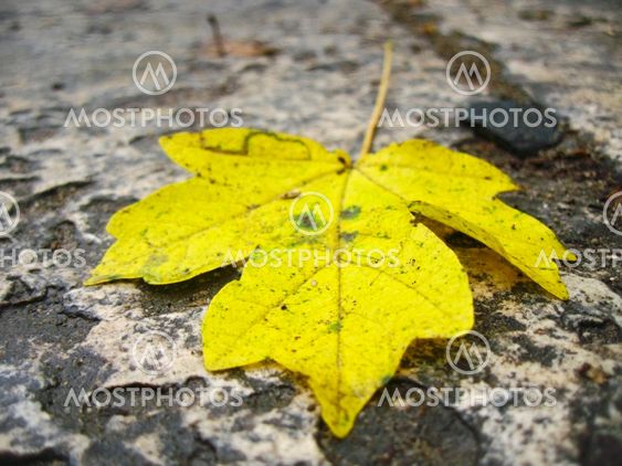 Yellow fallen leaf on the dark ground