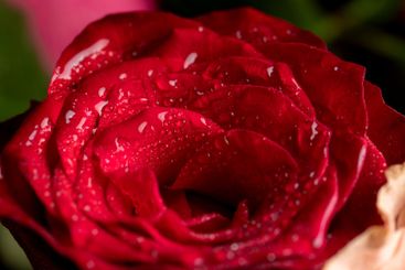 a bouquet of beautiful fragrant wet red roses