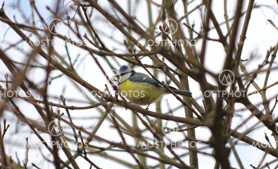 Parus Caeruleus