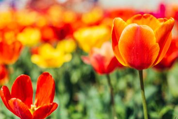 Tulip. Beautiful bouquet of tulips. colorful tulips.