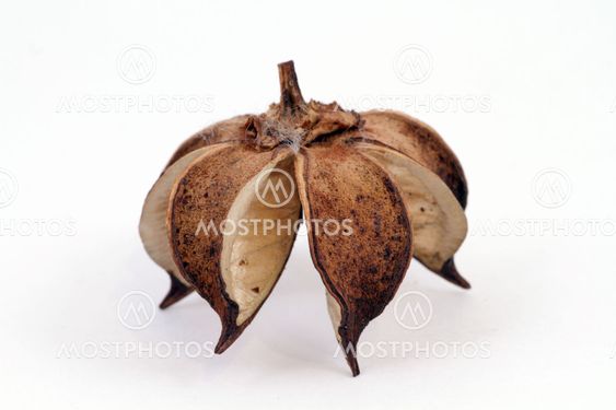 aromatic home accessories